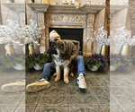 Small #2 German Shepherd Dog