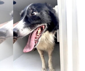 Border Collie Dogs for adoption in Houston, TX, USA