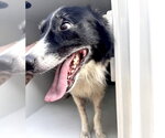 Small Border Collie