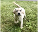 Small Photo #1 Labrador Retriever Puppy For Sale in NORWALK, CT, USA
