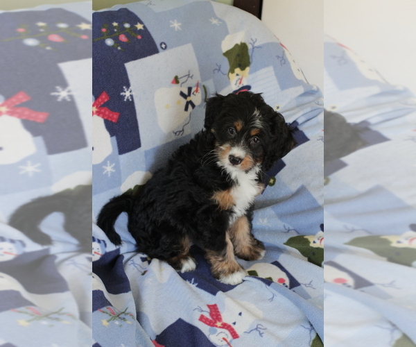 Medium Photo #4 Bernedoodle (Miniature) Puppy For Sale in MILWAUKEE, WI, USA