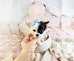 Small #8 Chihuahua