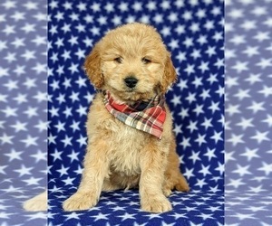 Goldendoodle-Poodle (Miniature) Mix Puppy for sale in KIRKWOOD, PA, USA