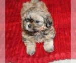 Image preview for Ad Listing. Nickname: Livvy akc