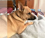 Small #1 German Shepherd Dog Mix