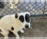 Small #1 Mutt