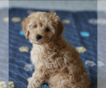 Small #8 Cavapoo