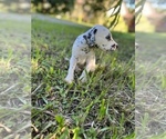 Small #5 Dalmatian