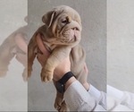 Small Photo #6 English Bulldog Puppy For Sale in POMONA, CA, USA
