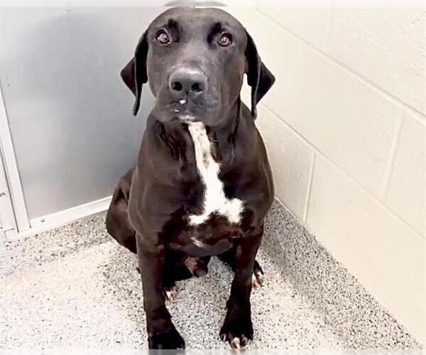 Medium Photo #3 Labrador Retriever Puppy For Sale in Houston, TX, USA