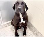 Small #2 Labrador Retriever