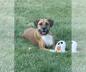 Roman - Male American Pit Bull Terrier-Labrador Retriever Mix Dog for Adoption - Photo #4