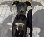 Small #6 Labrador Retriever Mix
