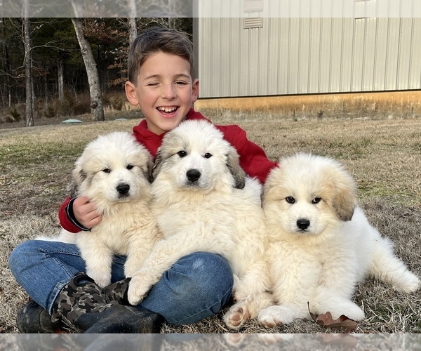 Medium Photo #1 Great Pyrenees Puppy For Sale in KIRBYVILLE, MO, USA