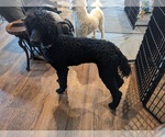 Small #48 Poodle (Standard)