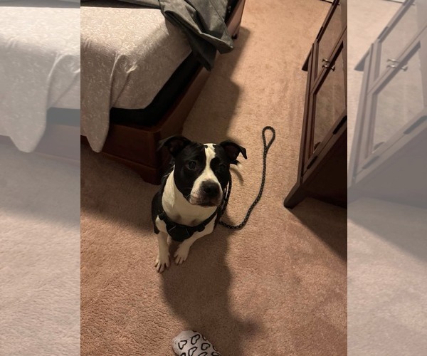 Medium Photo #1 Mutt Puppy For Sale in Greensboro, NC, USA