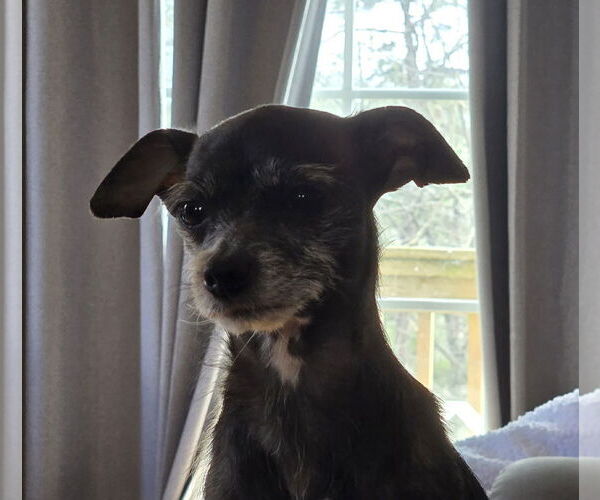 Medium Photo #2 Chihuahua-Unknown Mix Puppy For Sale in Lakemont, GA, USA