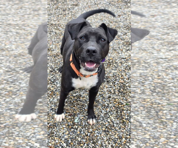 Medium Photo #2 Mutt Puppy For Sale in Rockaway, NJ, USA