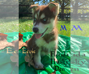 Siberian Husky Puppy for sale in NEW PORT RICHEY, FL, USA