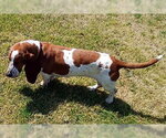 Small #2 Basset Hound