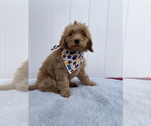 Medium Photo #1 Labradoodle-Poodle (Toy) Mix Puppy For Sale in APOPKA, FL, USA