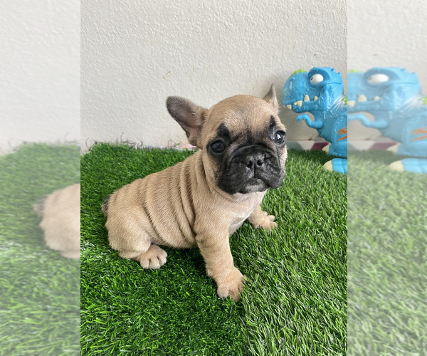 Medium Photo #6 French Bulldog Puppy For Sale in KISSIMMEE, FL, USA