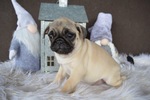 Small Photo #3 Pug Puppy For Sale in HONEY BROOK, PA, USA