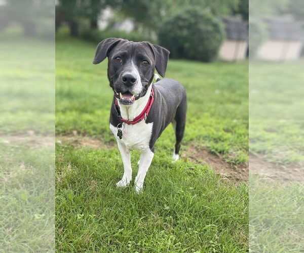 Medium Photo #1 American Pit Bull Terrier-Beagle Mix Puppy For Sale in Rockaway, NJ, USA