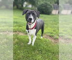 Small American Pit Bull Terrier-Beagle Mix