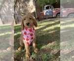 Small Photo #2 Goldendoodle Puppy For Sale in SAINT GEORGE, UT, USA