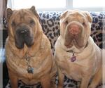 Small Photo #1  Puppy For Sale in , 
