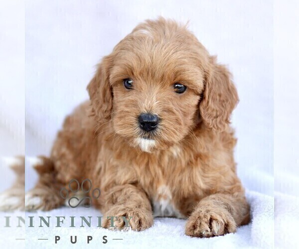 Medium Photo #5 Goldendoodle (Miniature) Puppy For Sale in EPHRATA, PA, USA