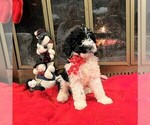 Small Photo #9 Poodle (Standard) Puppy For Sale in MIDDLETOWN, OH, USA