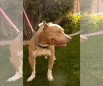 Small #4 Chinese Shar-Pei Mix