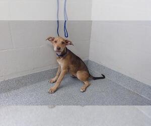 Labrador Retriever-Unknown Mix Dogs for adoption in Pasadena, TX, USA