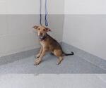 Small Labrador Retriever Mix