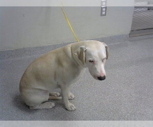 American Pit Bull Terrier Dogs for adoption in Pasadena, TX, USA