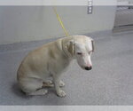 BELLA - Female American Pit Bull Terrier Dog for Adoption - Small photo