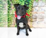 Small #5 Retriever  Mix