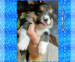 Small Photo #68 Pembroke Welsh Corgi Puppy For Sale in LOGAN, NM, USA