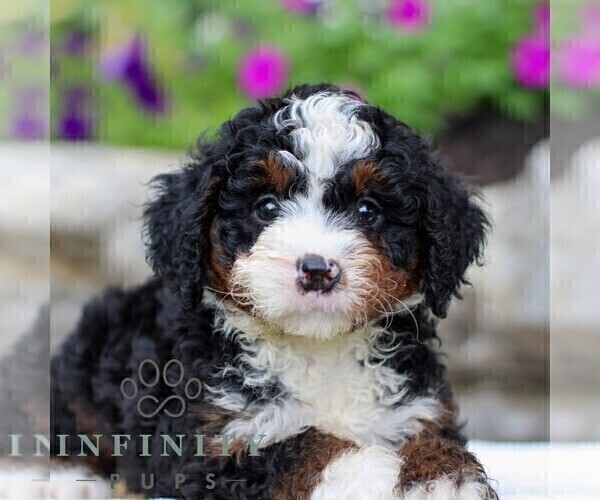 Medium Photo #2 Bernedoodle (Miniature) Puppy For Sale in LITITZ, PA, USA