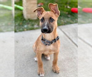 German Shepherd Dog Dogs for adoption in GILBERTS, IL, USA