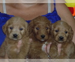 Small Photo #2 Goldendoodle Puppy For Sale in BARNUM, IA, USA