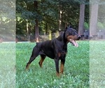 Small #2 Doberman Pinscher