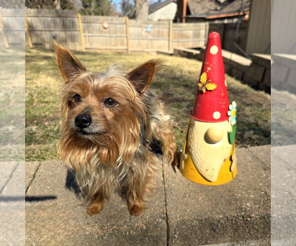 Medium Photo #4 Silky Terrier Puppy For Sale in Belleuve, NE, USA