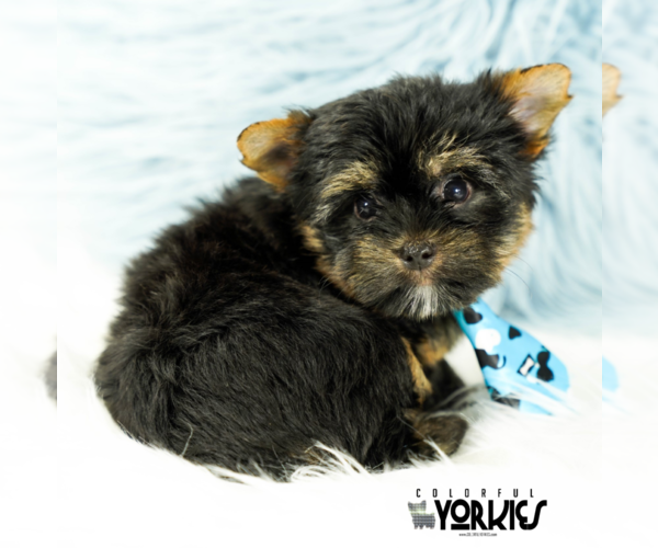 Medium Photo #3 Yorkshire Terrier Puppy For Sale in KELLER, TX, USA