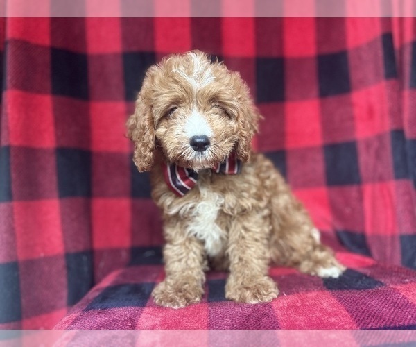 Medium Photo #5 Cavapoo Puppy For Sale in LAKELAND, FL, USA