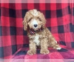Small #4 Cavapoo
