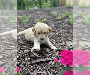 Goldendoodle Puppy for sale in MOUNT PLEASANT, NC, USA