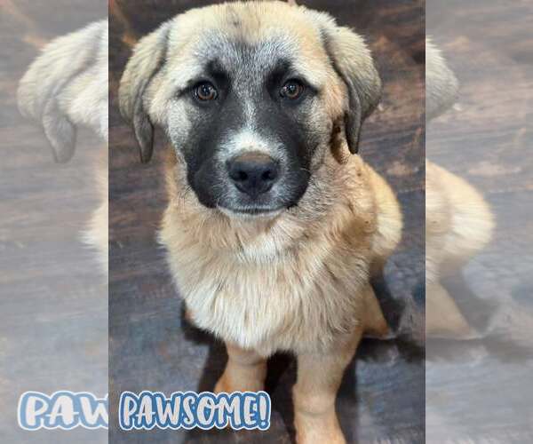 Medium Photo #3 Anatolian Shepherd-Great Pyrenees Mix Puppy For Sale in Higley, AZ, USA